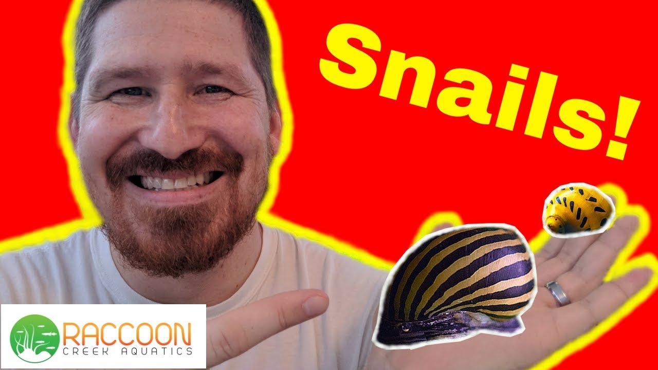 Nerite Snail Care | Planted Aquarium Snails