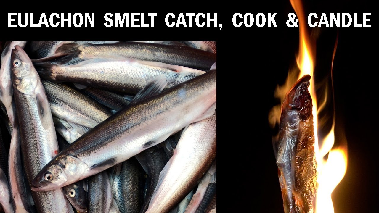 Catch & Cook Eulachon (Smelt) + Making Fish Candles! Cowlitz River Smelt Fishing