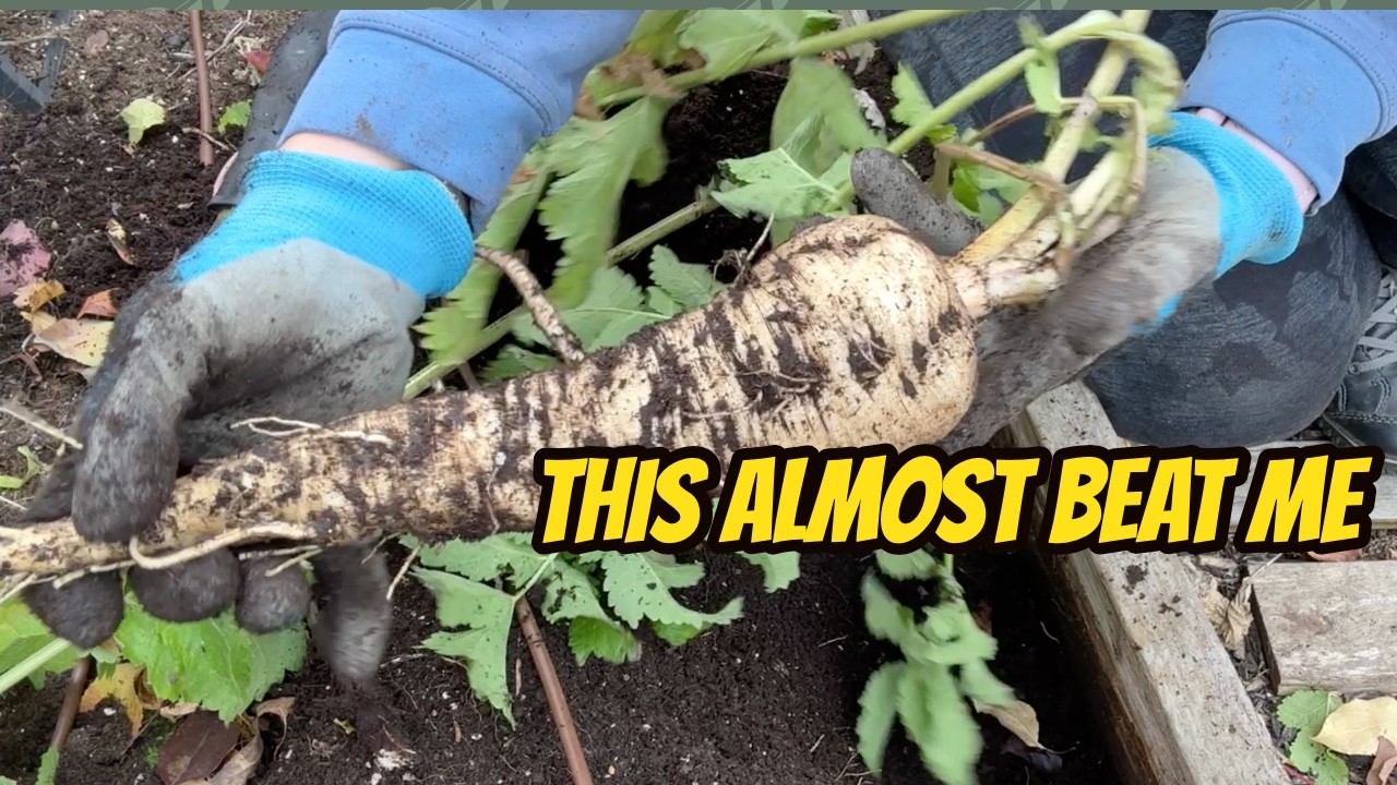 Урожай ноября: картофель, пастернак, салат, брокколи, капуста