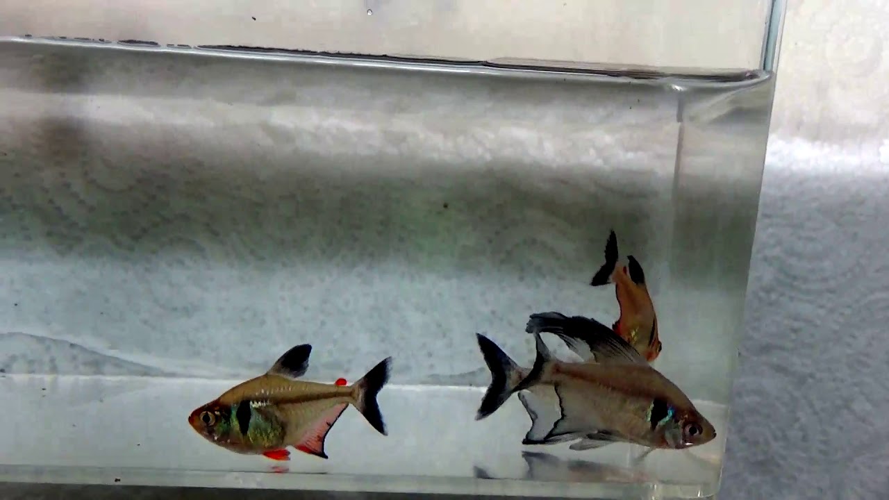 breeding pairs of black phantom tetras