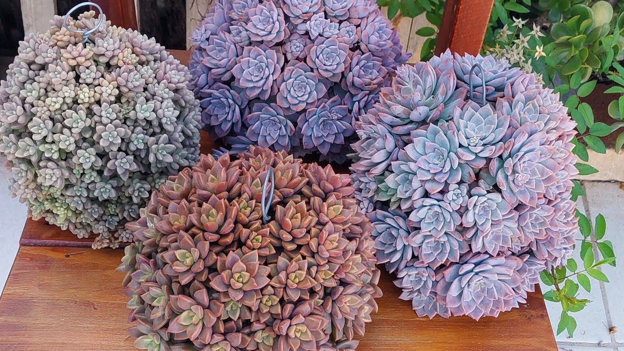 COMO NÃO PENSEI NISSO ANTES! Agora ficou mais fácil plantar SUCULENTAS na garrafa pet.