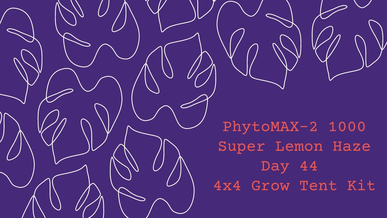 PhytoMAX-2 1000 l Super Lemon Haze l Day 44 in a 4x4 Grow Tent Kit