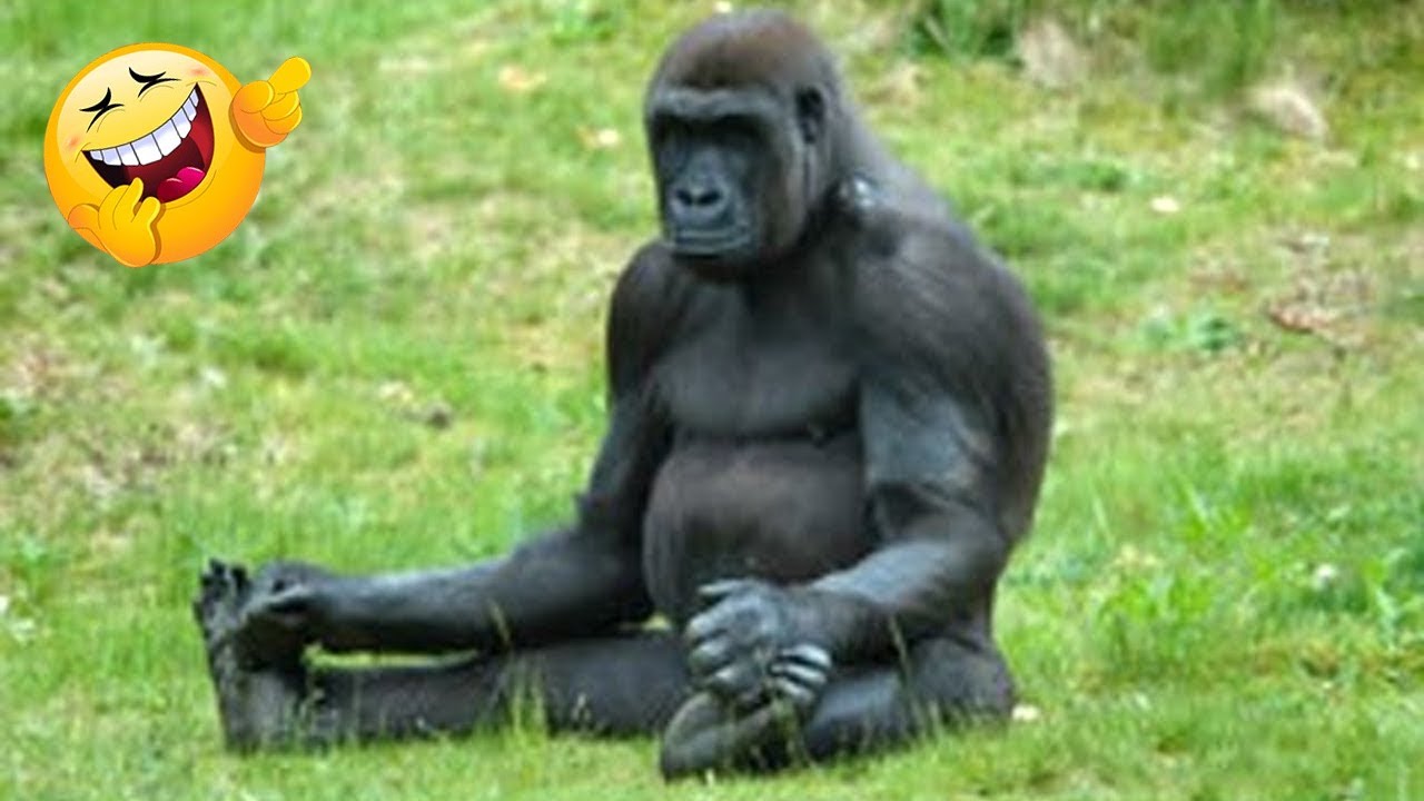 Funny monkeys will make you laugh hard - Funny Animals 🐒