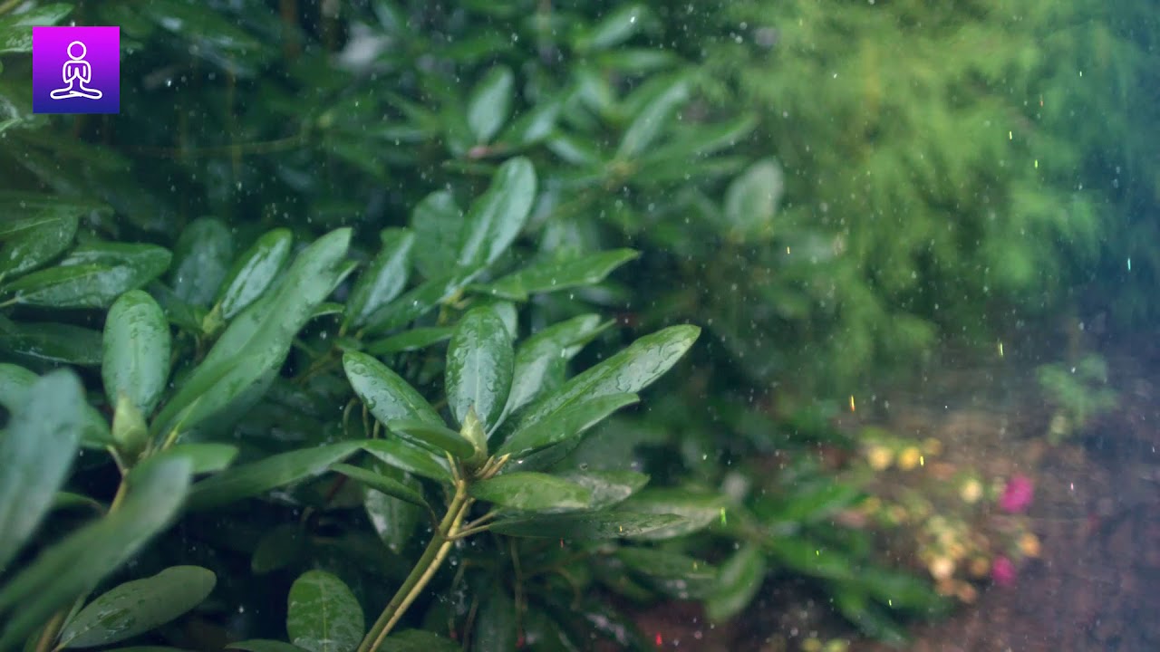 Rain Sound for Sleeping: Relaxing Rain Sounds for Sleep and Stress Relief