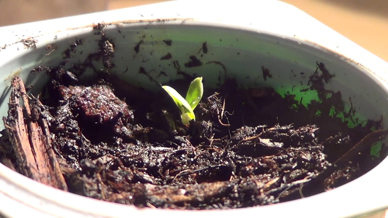 HD Time Lapse of a growing bud