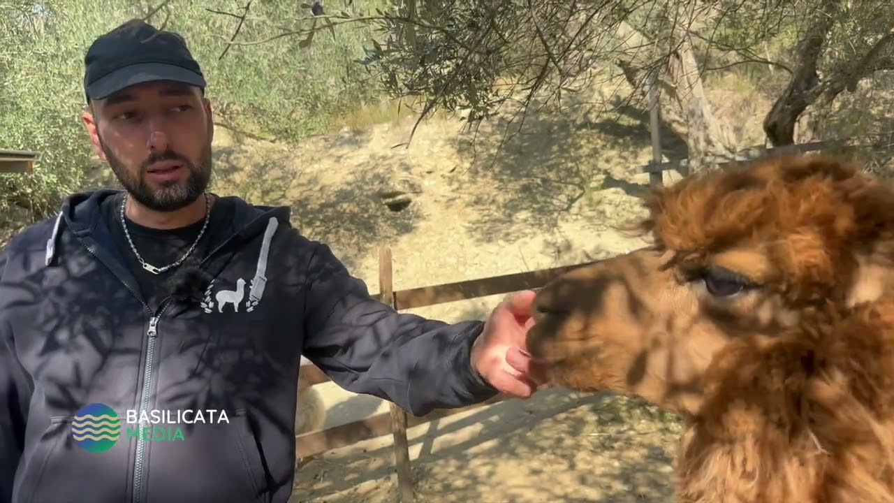 Da militare ad allevatore di Alpaca: il ritorno in Basilicata di Canio Caruso