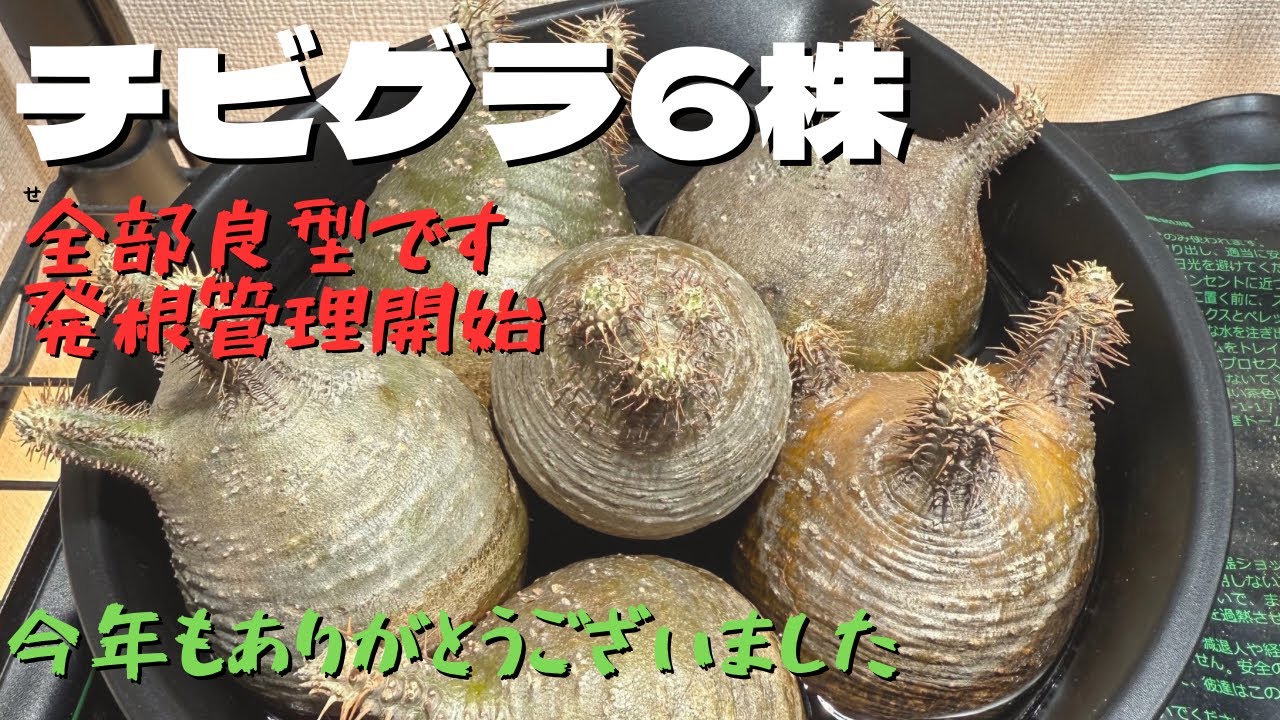 【塊根植物】チビグラ6株発根管理