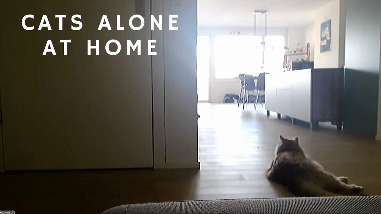 Live:Siberian cats alone at home for nearly 2 hours - Cat camera!