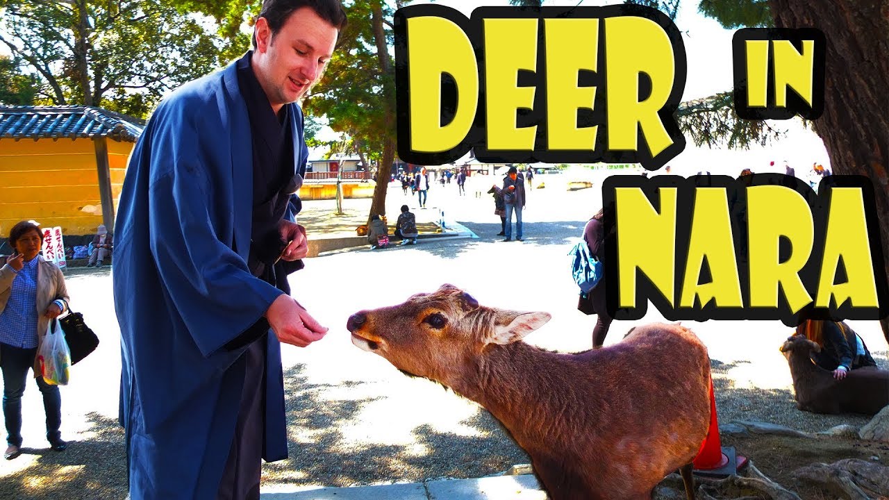 How to Feed the Deer in Nara Japan