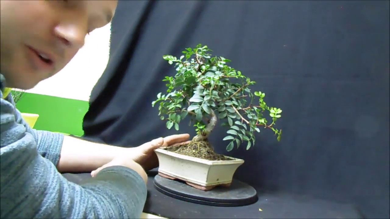 Trasplante de un bonsai lentisco