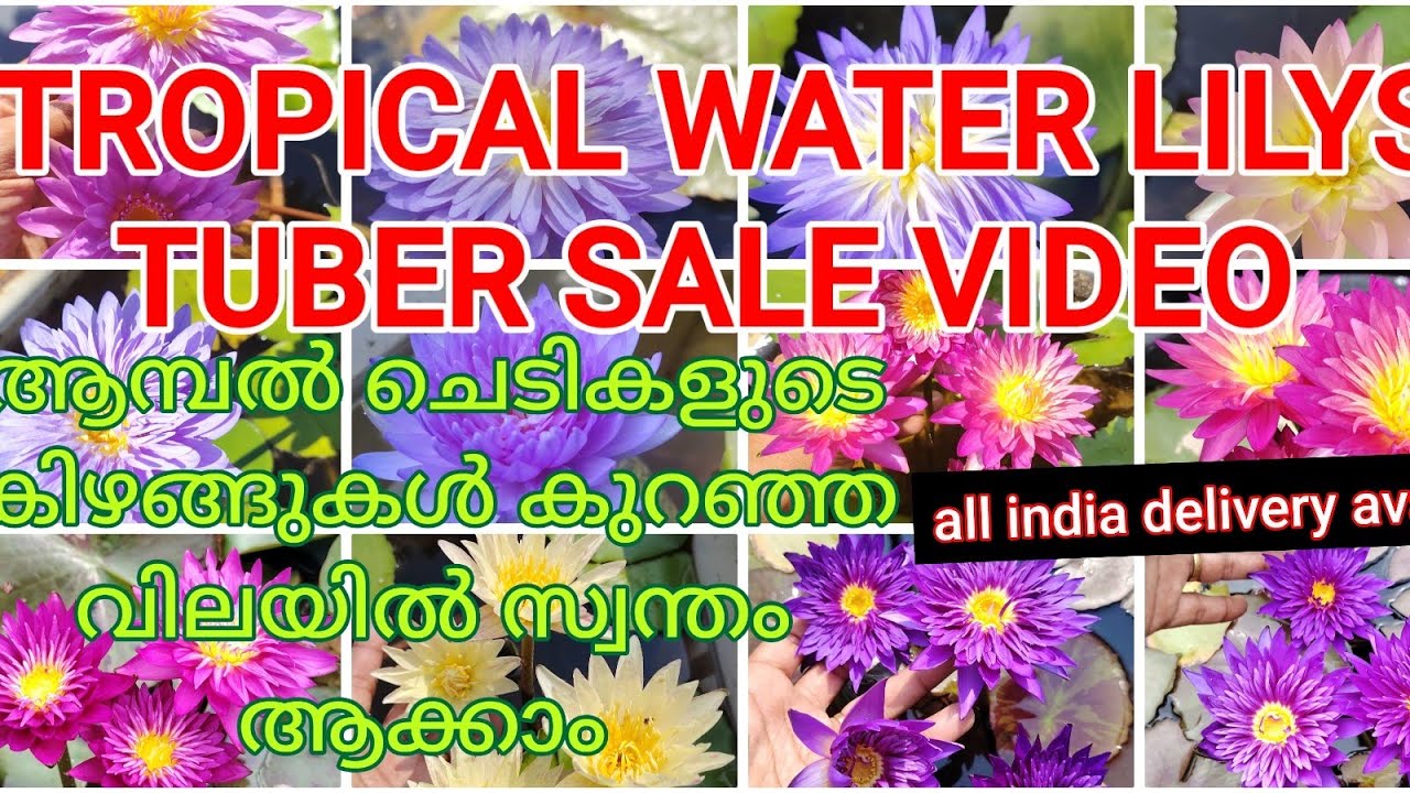 Tropical water lilys tuber plants sale video @WaterPlantsWaterPlantsvlog malayalam #English #Hindi 