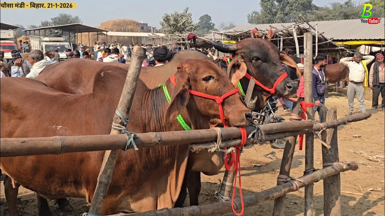 इस बुधवार बिहार के चौसा मंडी मे दुध की अच्छी गाय खरीदने वाले व्यक्ति को गाय सस्ते दाम मे मिली | Cow