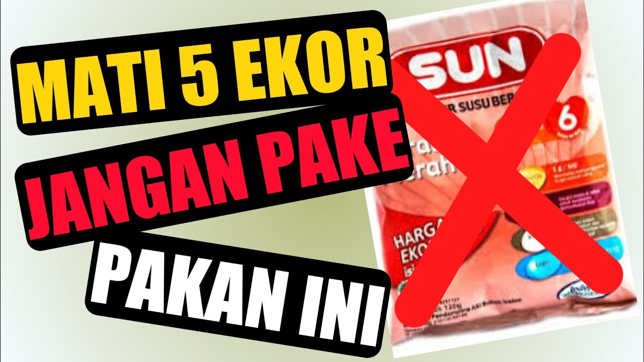 CARA MELOLOH DAN PAKAN LOLOHAN EMPRIT KAJI ANTI GAGAL UNTUK BAHAN MASTERAN KENARI