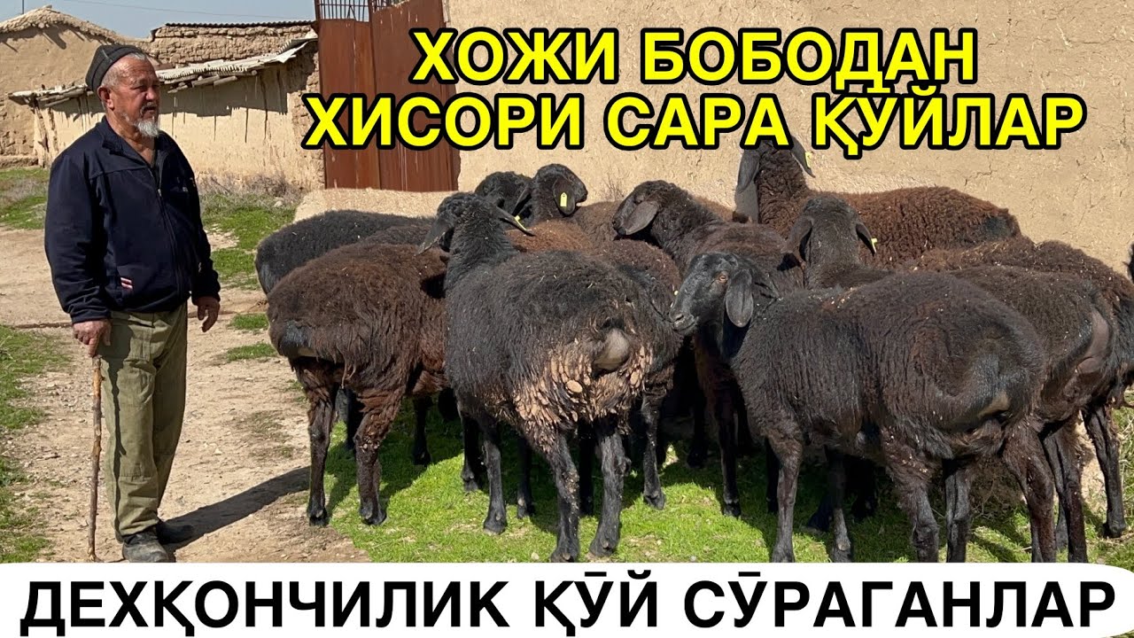 УЙДАН ҚӮЙ СОТИЛАДИ. ☎️+998954652200