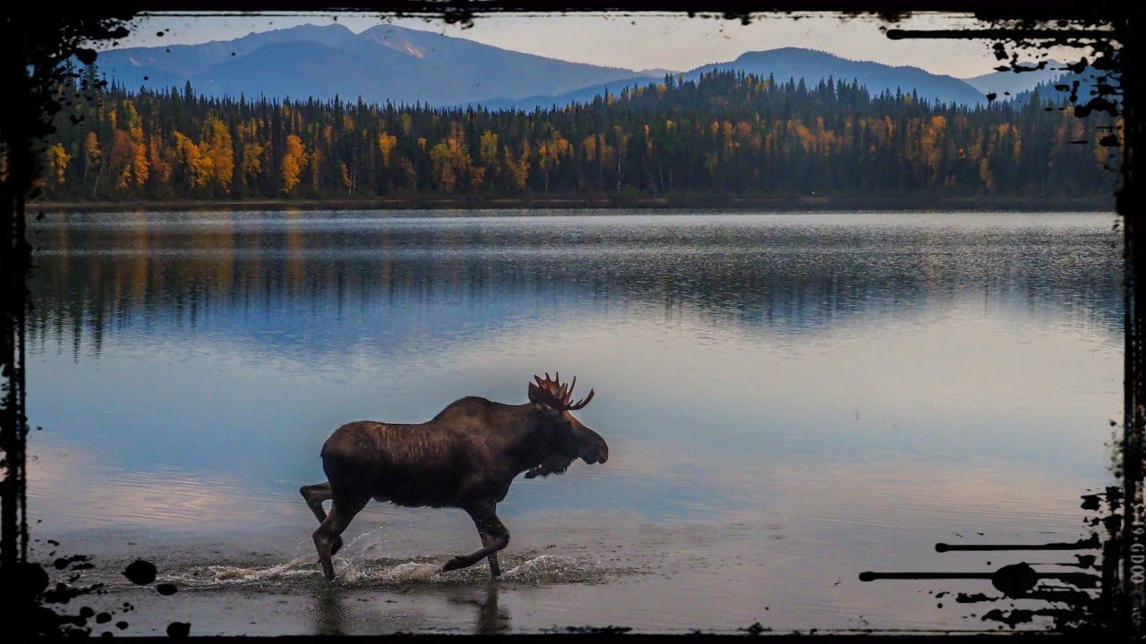 The Last Fiordland Moose 🇳🇿 Legend of the New Zealand Wilderness