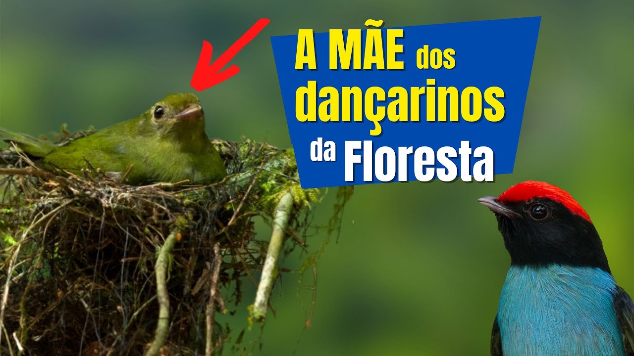 Como é o NINHO do TANGARÁ DANÇADOR (Chiroxiphia caudata)? | Achei um ninho