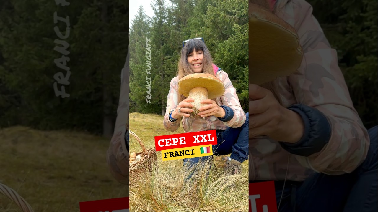 C&Egrave;PES G&Eacute;ANTS ⭐️ FRANCI FUNGIATT #champignons #cepes #fungi #shorts