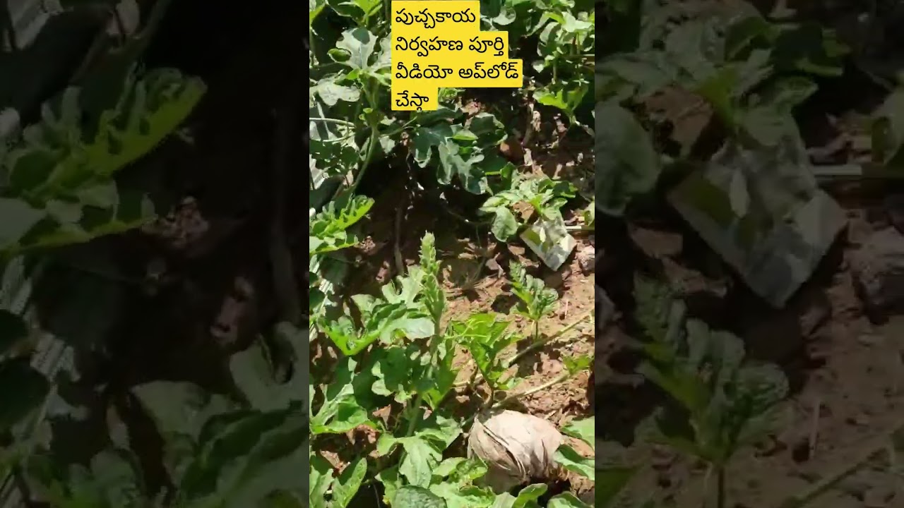 #support #farmers #watermelon #subscribe @helpfarmersavefarmer || full video upload chesta friends
