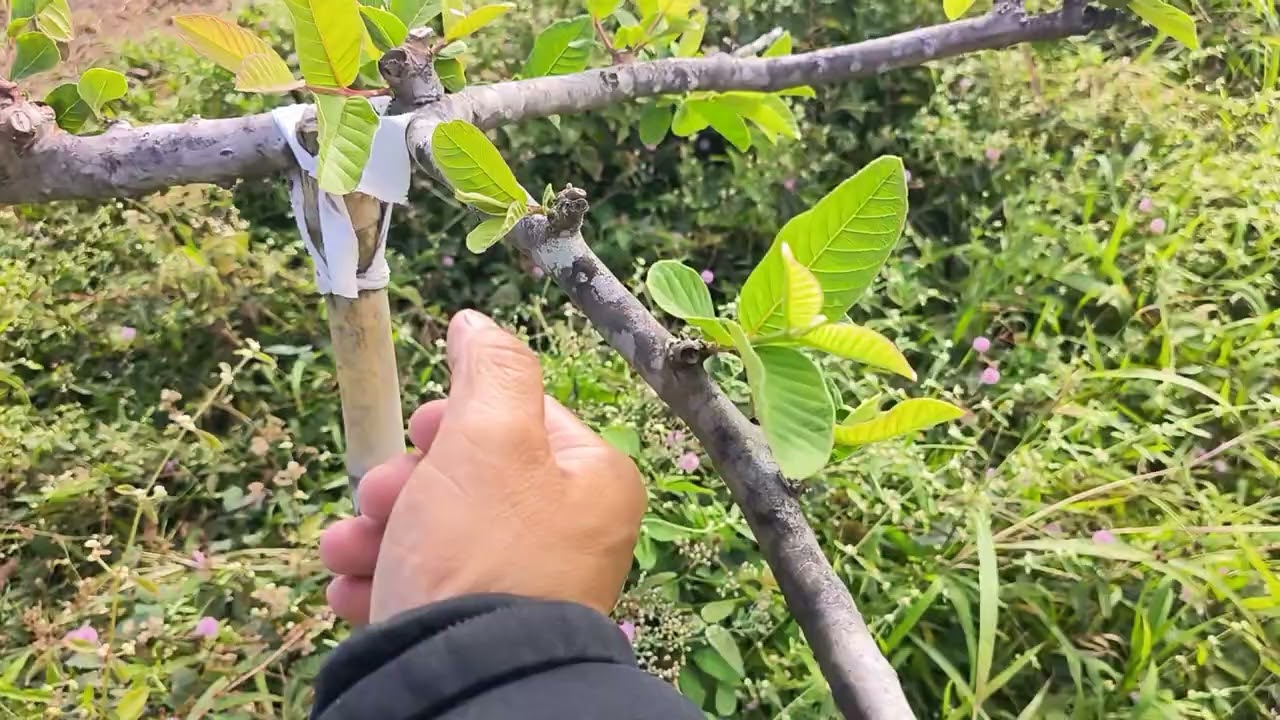 教學：芭樂大修剪後第一次怎麼疏芽修剪