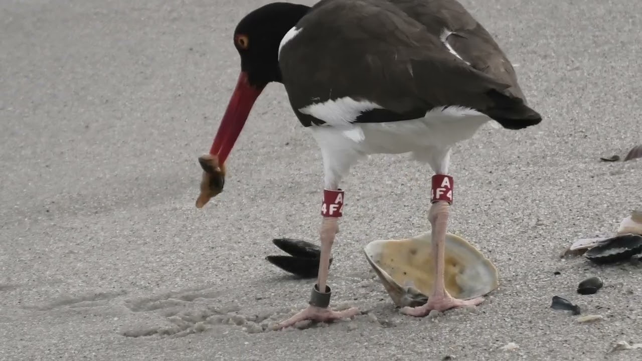 A Oystercatcher bird eating Mussels.