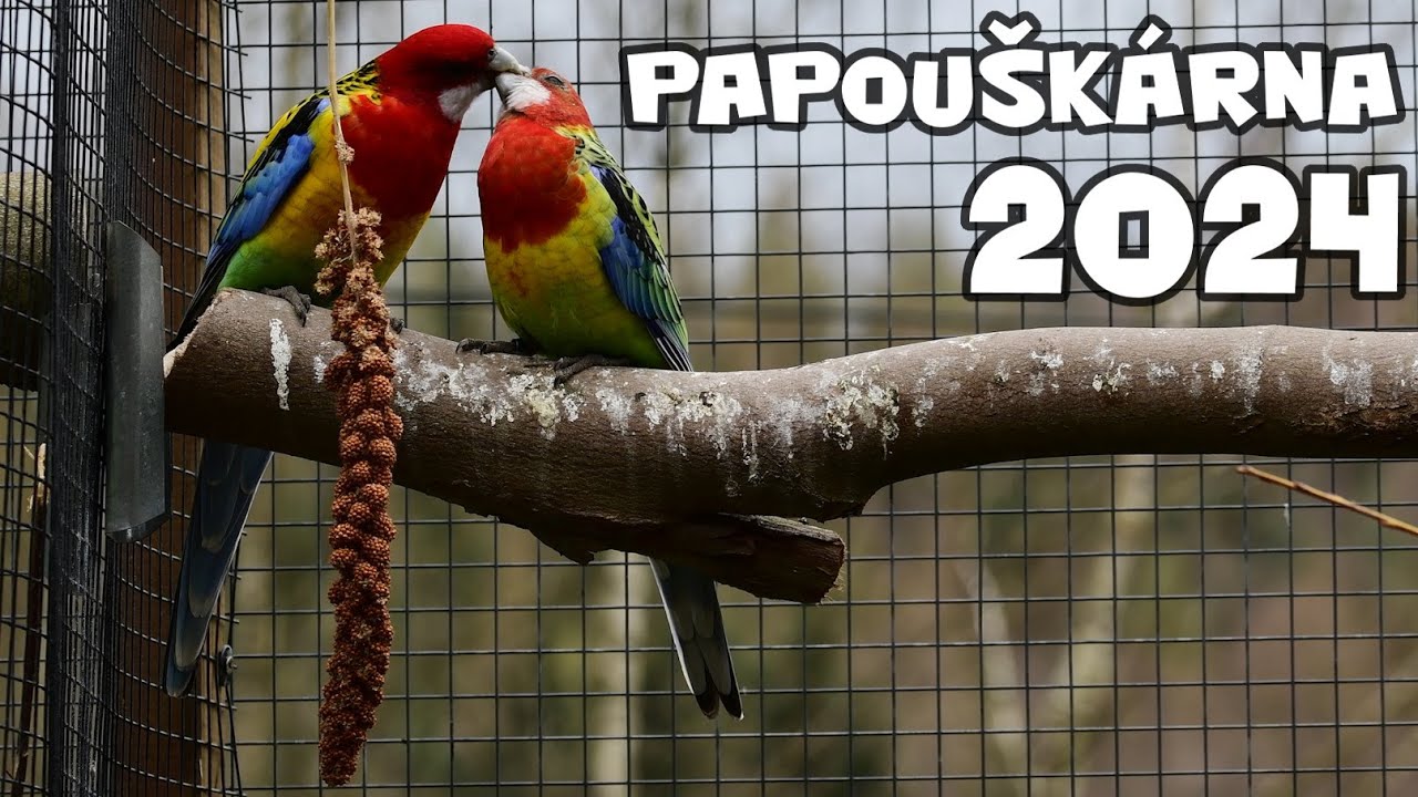 Papouškárna │ Chovná sezóna 2024 │ chov australských papoušků │ australian parrots │ ZAFION