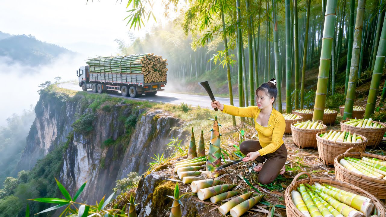 Digging 1000+ Bamboo Shoots in the Wild | Using a Strong Horse to Carry Bamboo Shoots to the Market