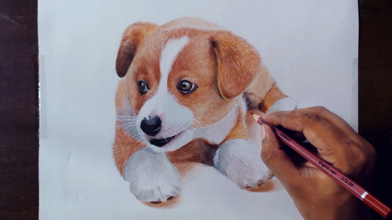 Drawing Animals 2 - Drawing a Puppy - Colored pencils