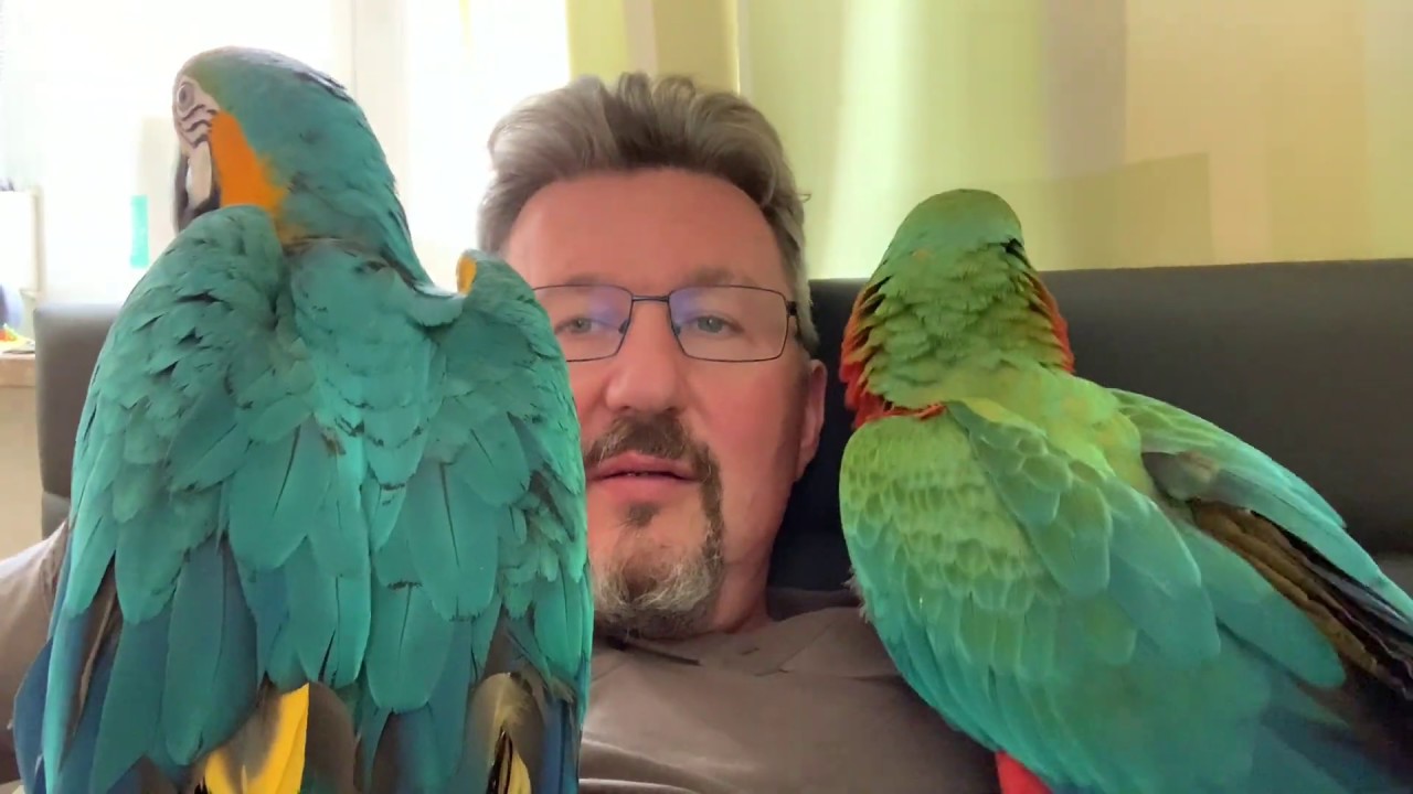 Czy papugi są niebezpieczne? Papuzi vlog #5.