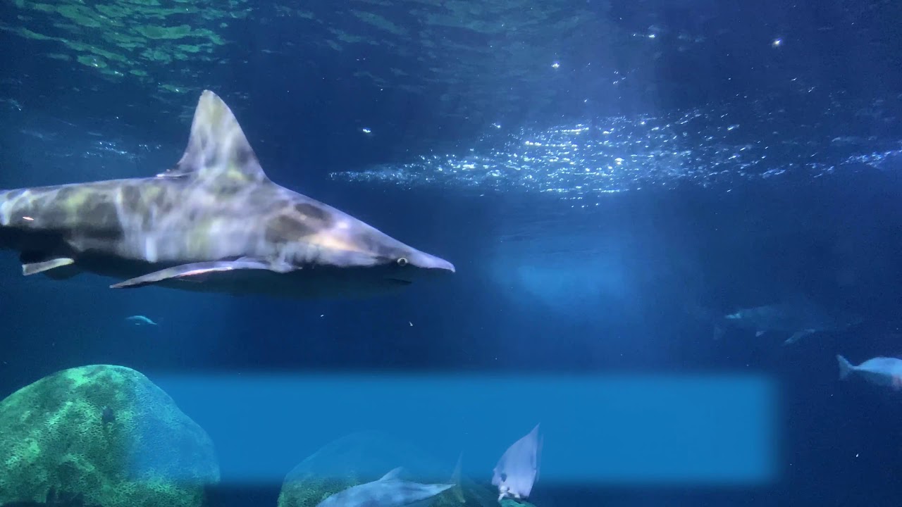 Relocating a New Sandbar Shark into the Secret Reef