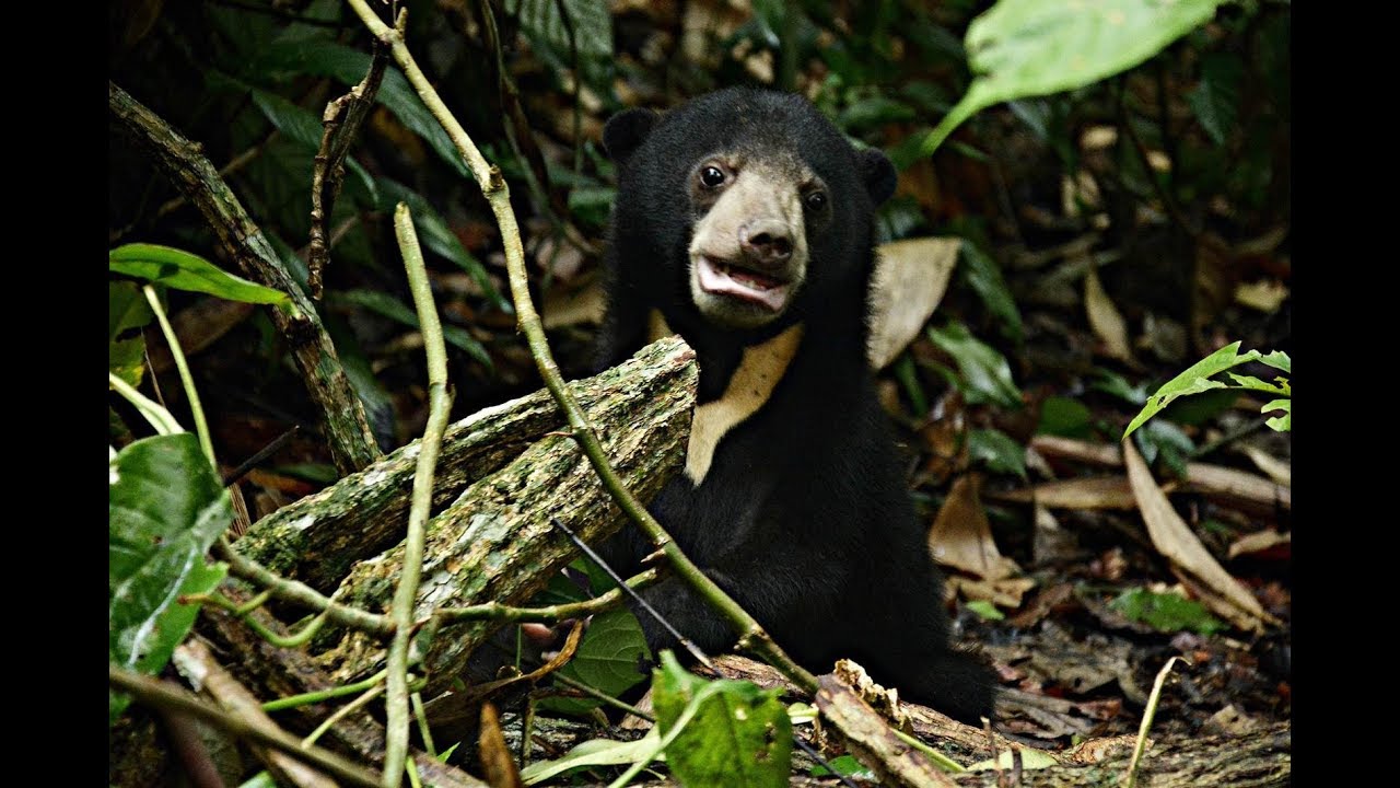Sun Bear Diet | Little Sun Bear Feeding on Pill Millipede | BSBCC