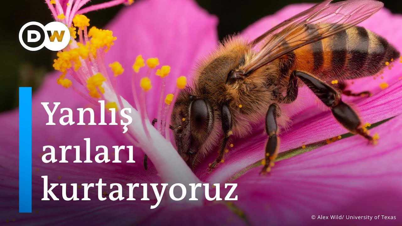 Arıların nesli tükeniyor ama hangi arıların? | Yanlış tür arıları kurtarıyoruz - DW Türkçe