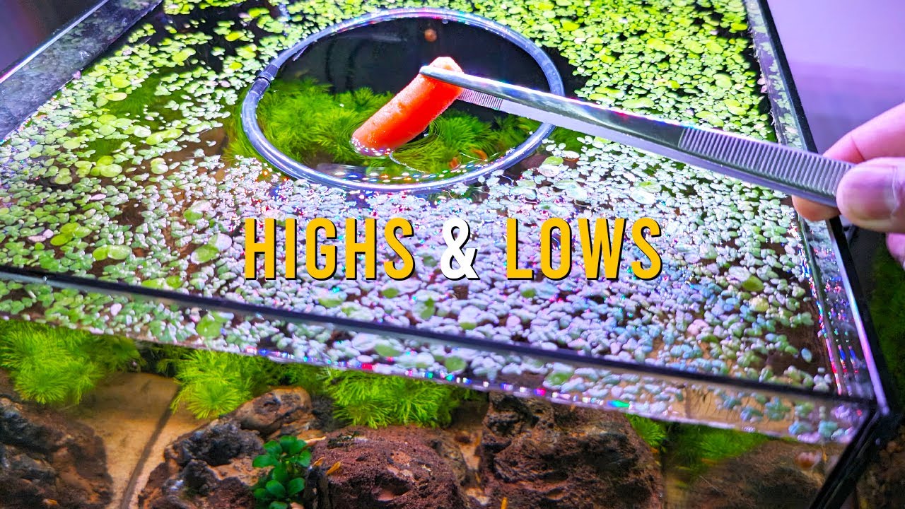 How My Orange Pumpkin Shrimp Tank EVOLVED Over 4 Months