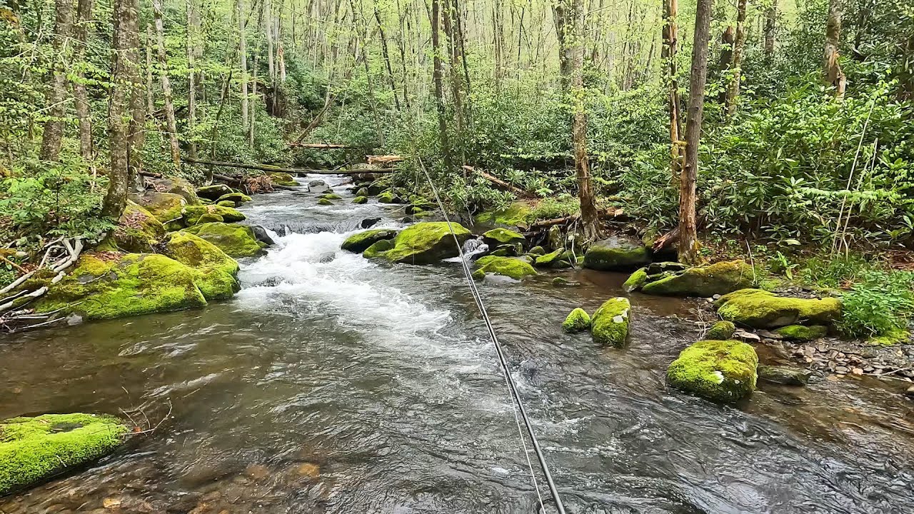 The most remote wild trout stream in the Smokies is amazing!