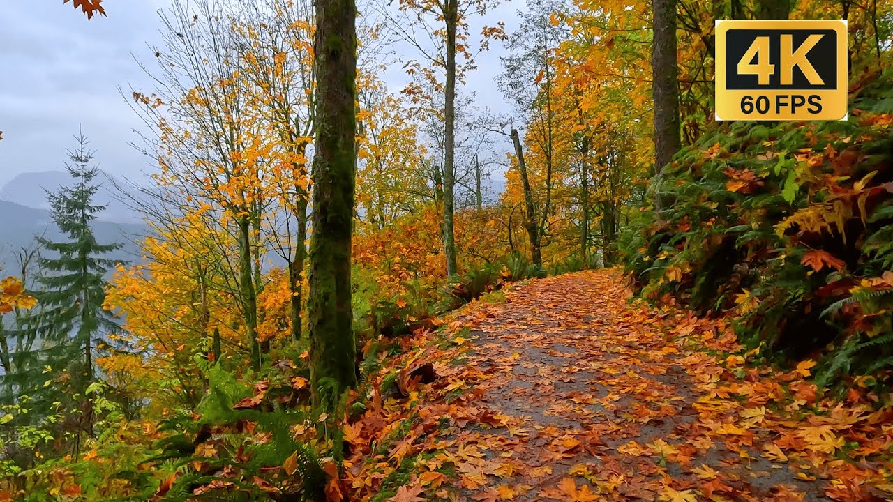 Rainy Day Hike on Burnaby Mountain | Trans Canada Trail Walk in the Mist | Metro Vancouver, Canada
