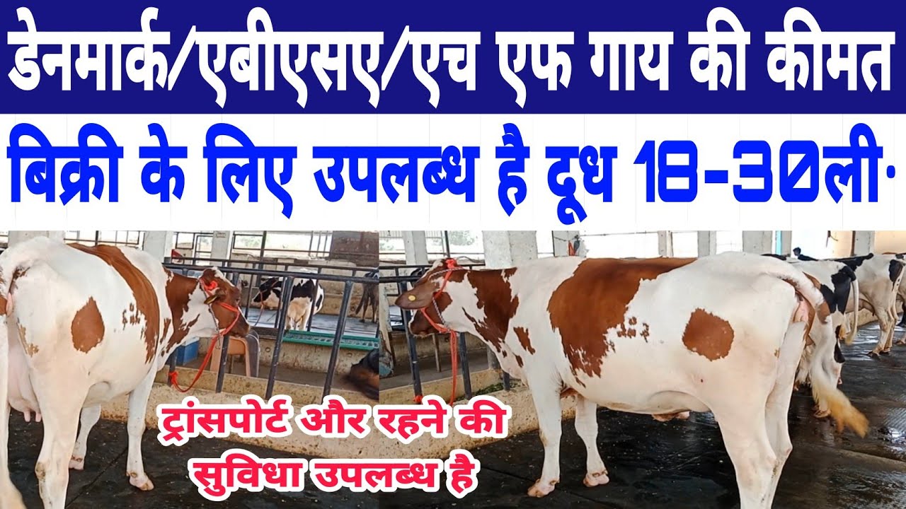 ayrshire/denmark/abs/hf cow available  for sale/vansh dairy farm karnal/dairy farm karnal ||