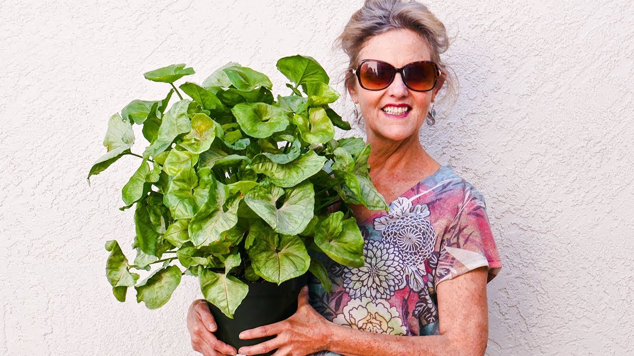 ПЕРЕСАДКА КОМНАТНЫХ РАСТЕНИЙ 101: СТРЕЛОЛИСТНИК (SYNGONIUM PODOPHYLLUM, NEPHTHYTIS) / JoyUsGarden