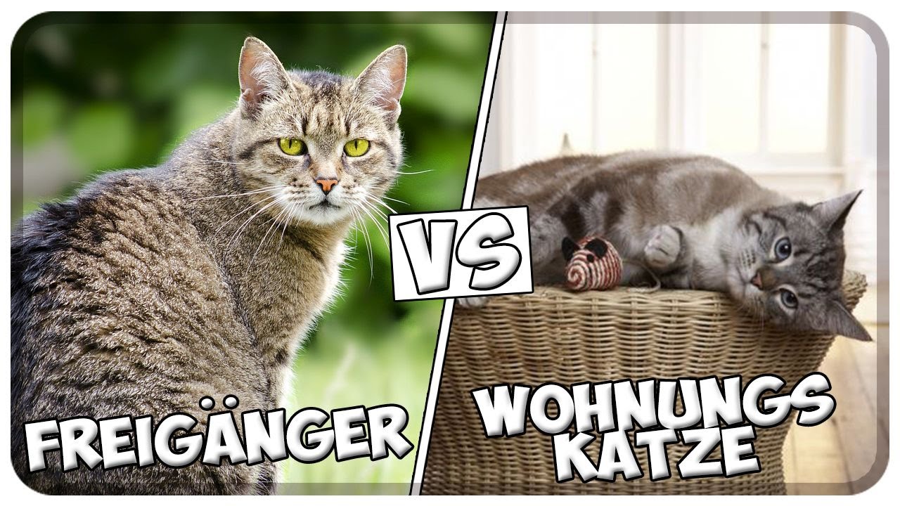 Wohnungskatze oder Freigänger? Haltung von Freigängerkatzen und Wohnungskatzen! Tipps!!