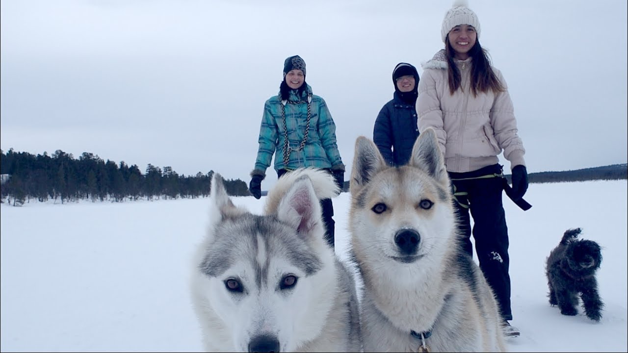 Inari, Finland | a day in Finnish Lapland | huskies & reindeers