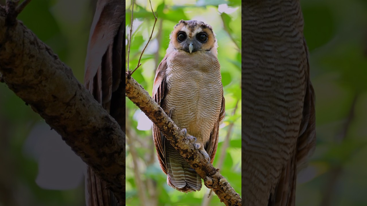 The Enigmatic Brown Wood Owl | Shorts in 4K HD