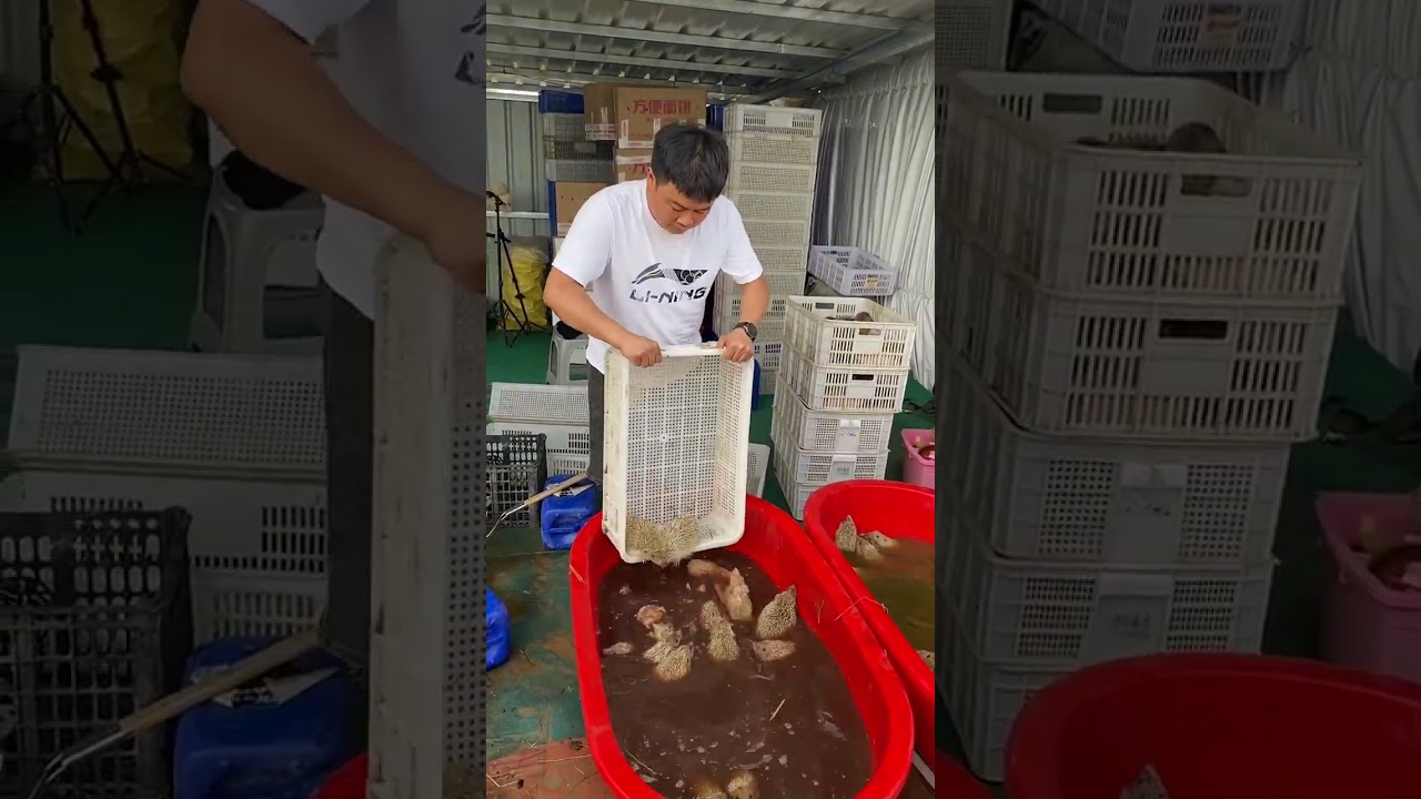 Cute Hedgehogs Released Into Garden 🦔😍 | Amazing Animal Rescue #Shorts#video#viral