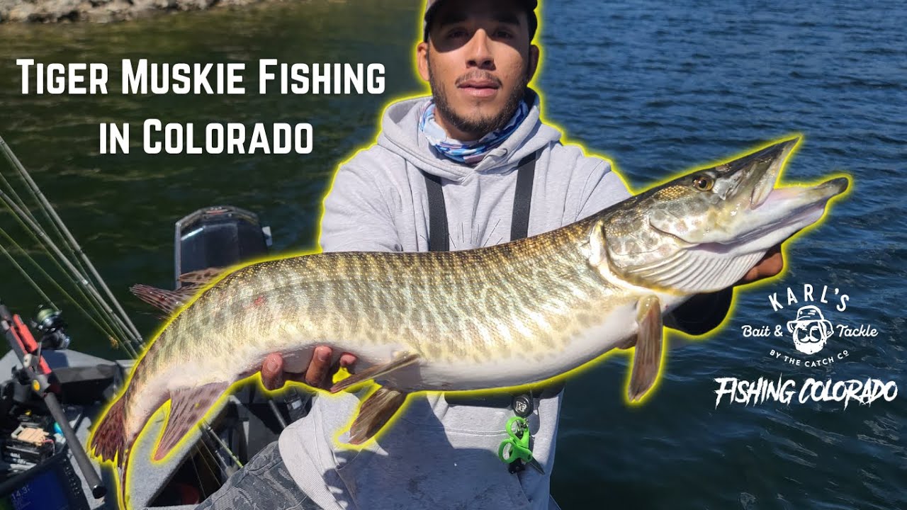 Tiger Muskie Fishing in Colorado