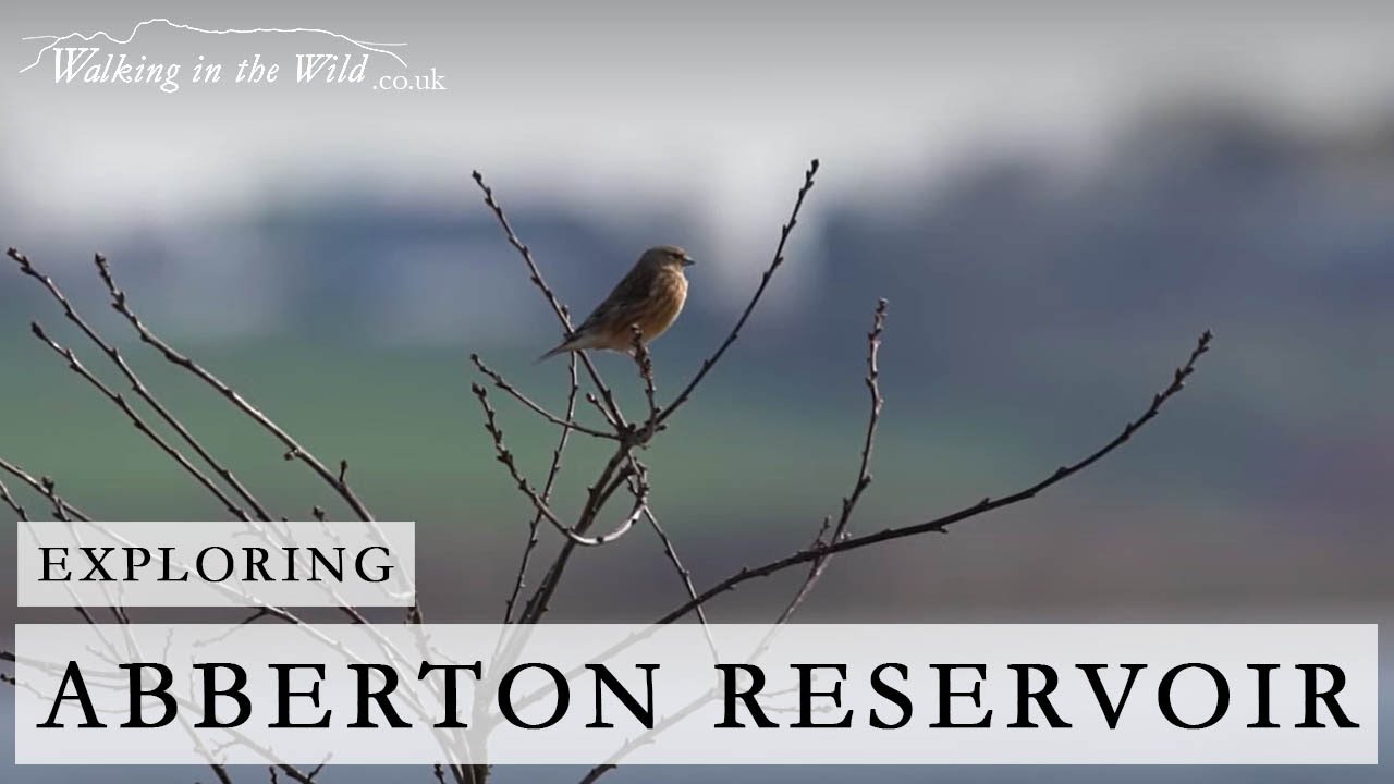 Essex Walks: Abberton Reservoir