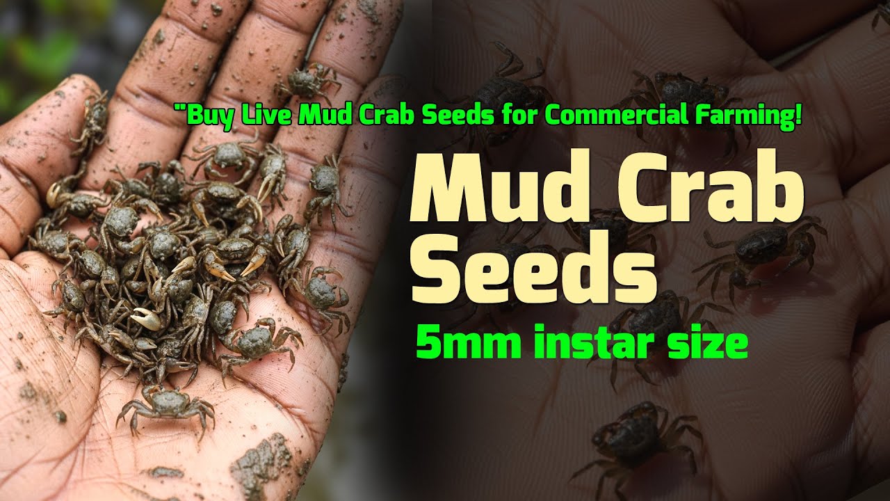 Mud Crab Seeds 5mm Size - Buy केकड़े का बीज at best Price in India - Scylla Olivacea
