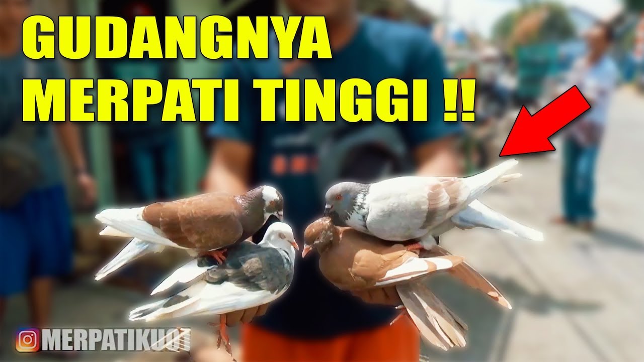 PASAR BURUNG MERPATI KROYA - CILACAP