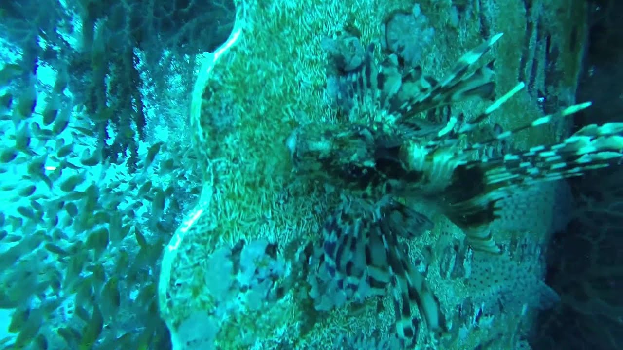 Diving 2014 Israel Eilat