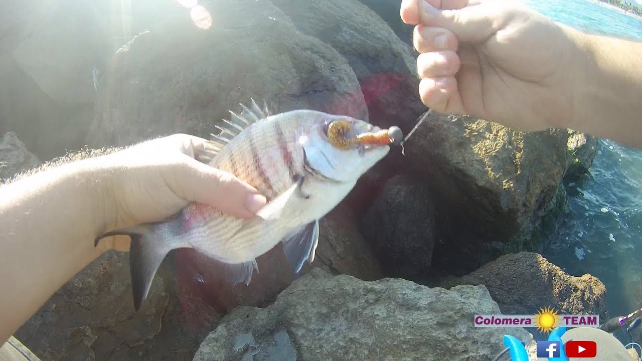 Rock fishing y spinning ligero. Capturas variadas.