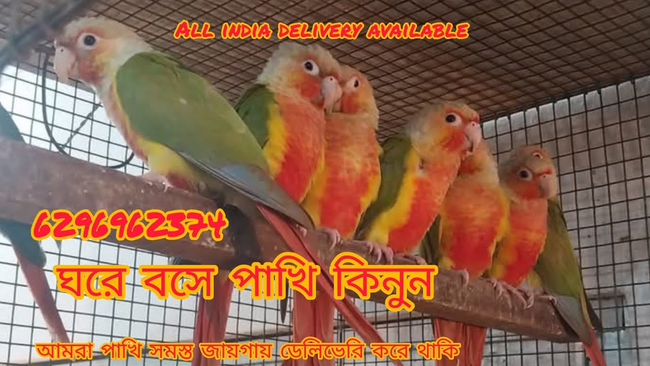 সেল, সেল, লাভ বার্ডস, ককাটেল, পাইনাপেল কনুর, যোগাযোগ বাবু দা ফোন করুন 6296962374