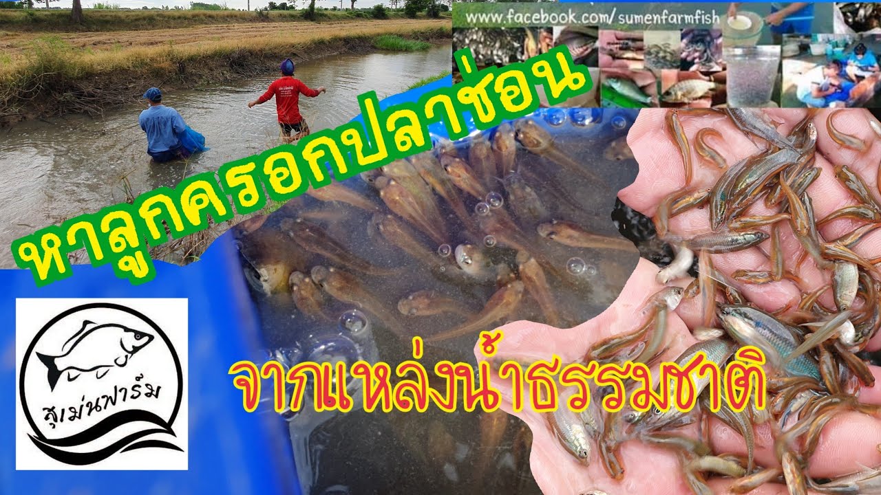 หาลูกปลาช่อน จากแหล่งน้ำธรรมชาติ