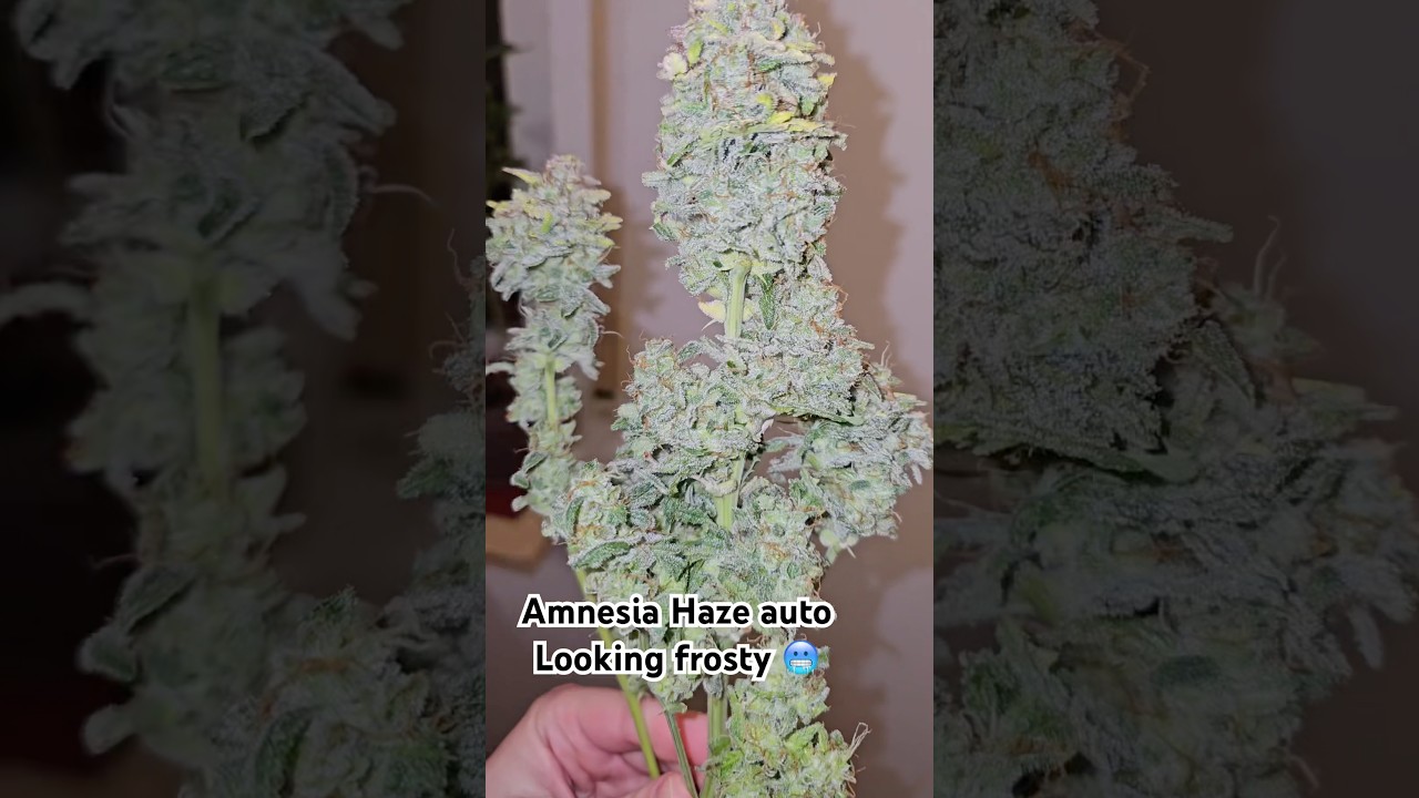 Amnesia Haze auto suprised me with frost 🥶