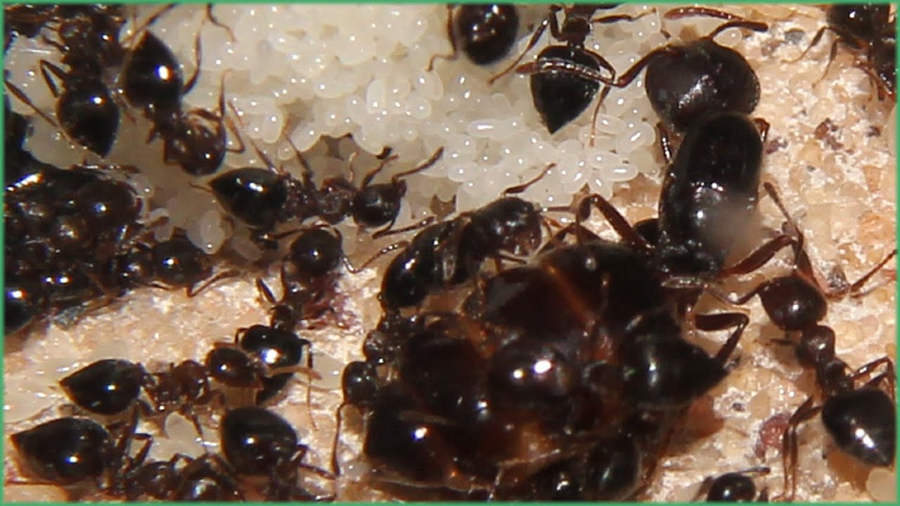 Egg-laying process in developed Crematogaster cerasi colony (September 13, 2021)